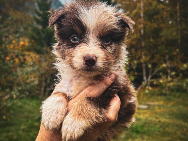 Australian shepherd · Bø i Telemark · Margit Knutsdotter Buen