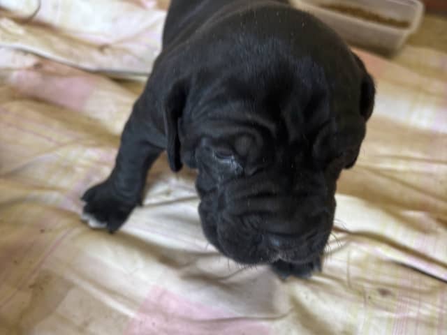 Cane Corso