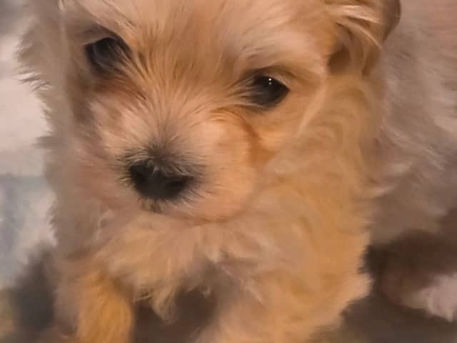 50%russisk bolonka 50%chihuahua/shi · Åros · Privat