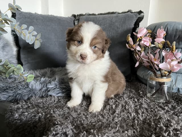 Australian Shepherd