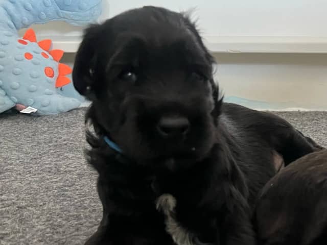 Briard