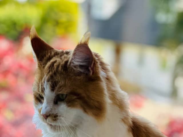 Maine Coon