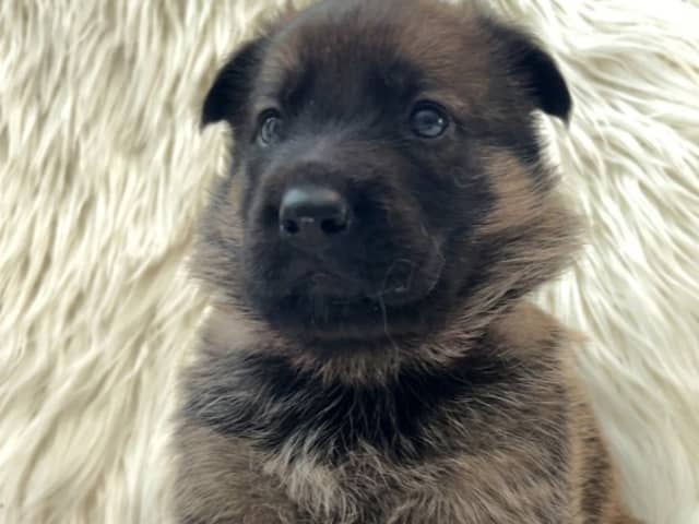 German Shepherd Dog · Liden · Snömarkens