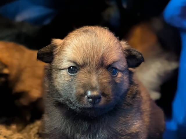 German Spitz – Mittelspitz