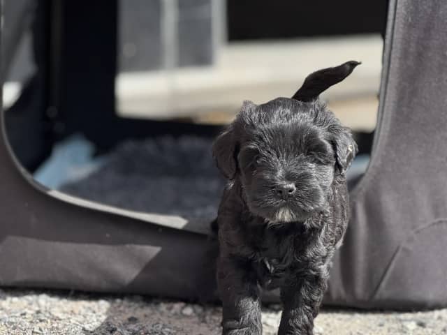 Tibetan Terrier