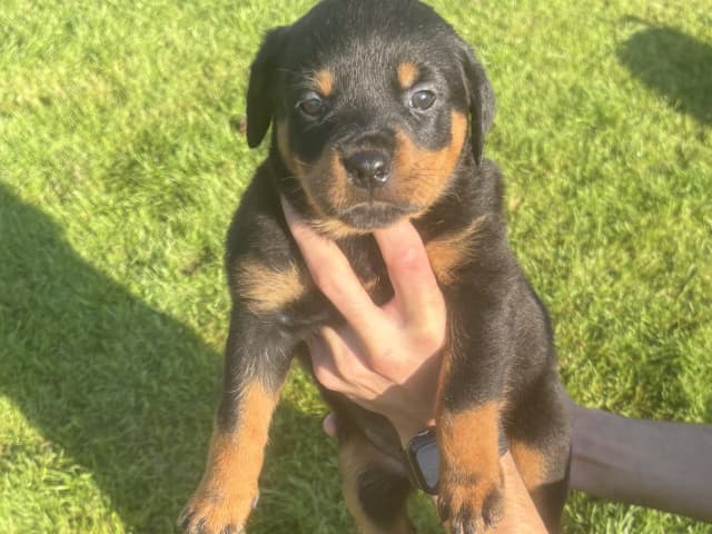 Rottweiler
