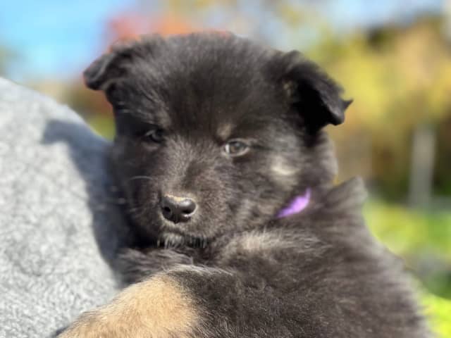 Finsk lapphund · Soknedal · Marit Kristine Græsli
