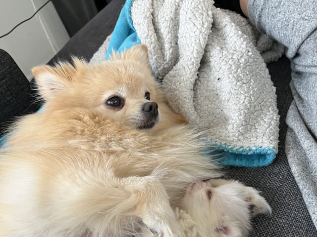 Pomeranian · Ljusterö · Björkarbo