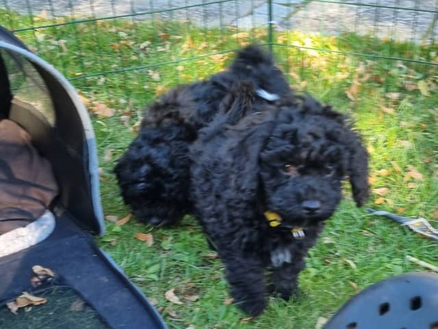 Maltipoo · Ystad · Jenny M.