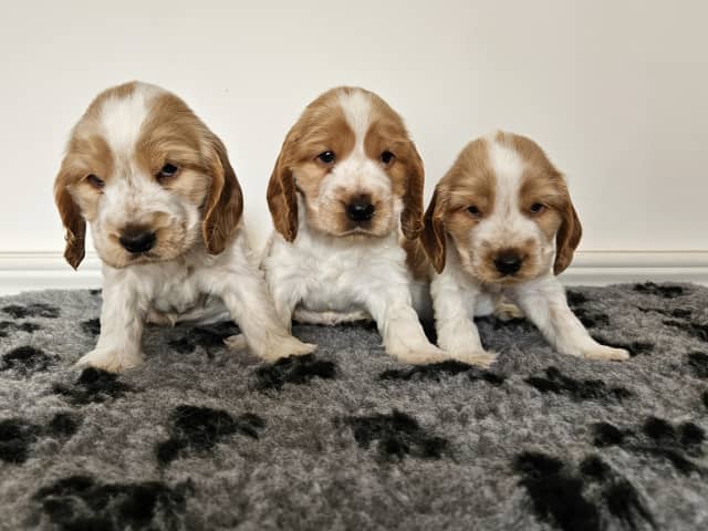 Cocker Spaniel · Enhörna · Norris Dream Cocker