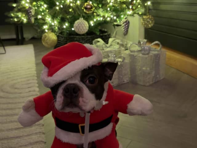 Bostonterrier