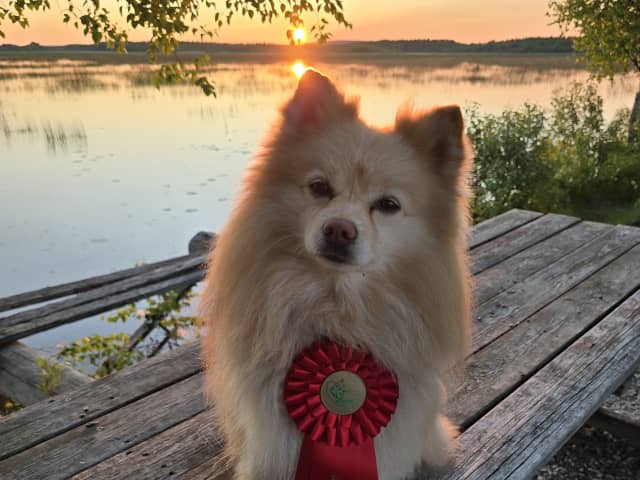 German Spitz – Mittelspitz · Luleå · Dålakungens kennel
