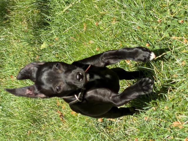 Xoloitzcuintle