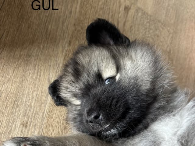 Keeshond