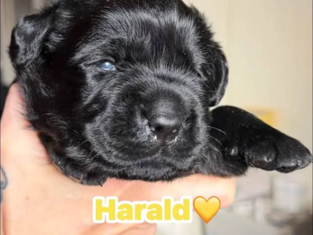 Labrador retriever · Erdal · Annettes Dreamangel