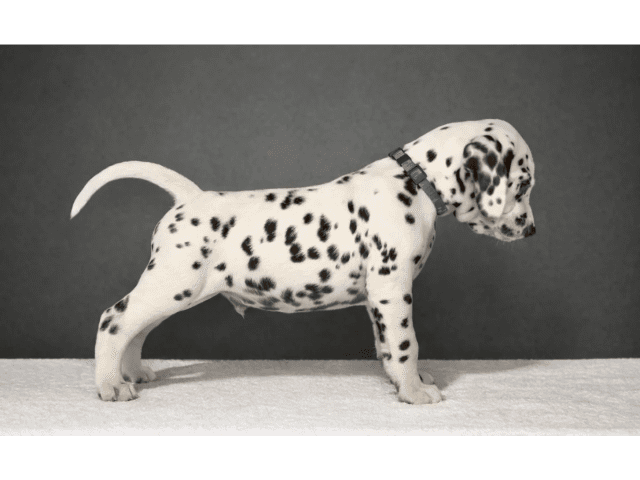 Dalmatian