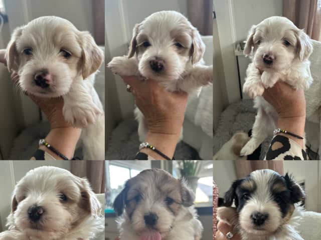 Havanese