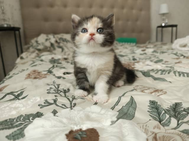 British Shorthair