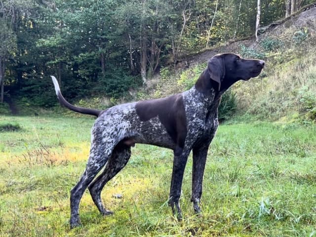 German Shorthaired Pointer (Vorsteh)