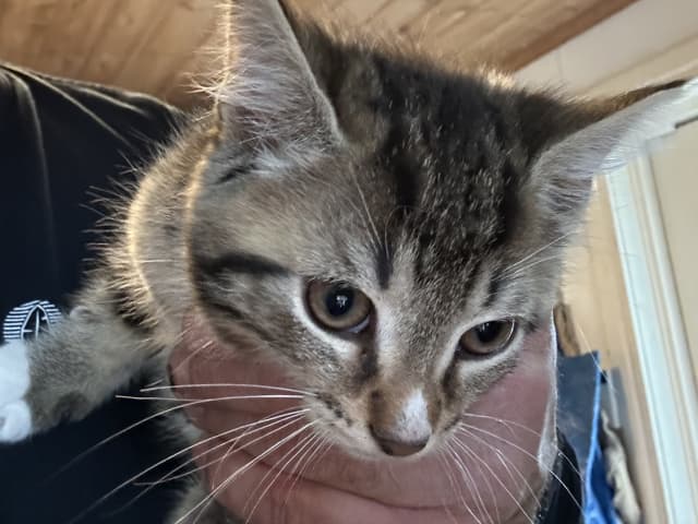 Bondkatt · Sävsjö · Zsolt H.