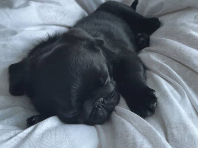 Pug