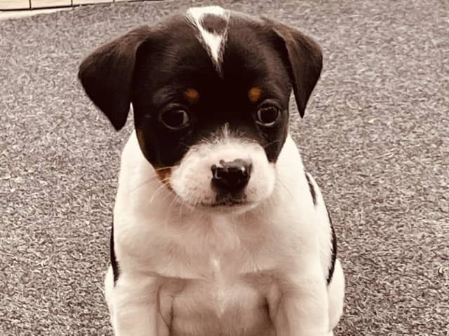 Danish Swedish Farmdog