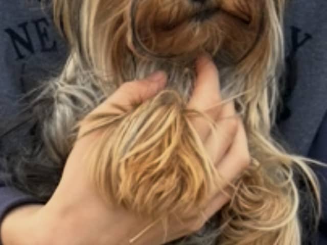 Yorkshire Terrier