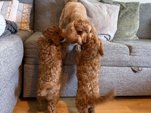Toy Poodle · Landskrona · Yuliia K.