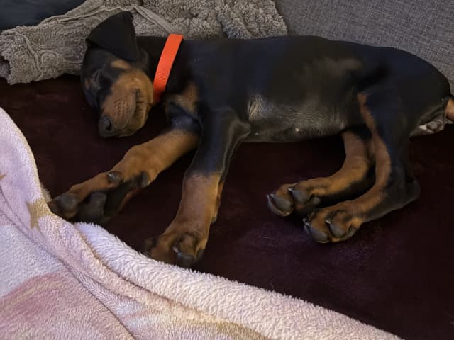 Dobermann