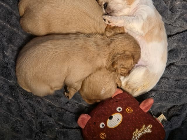 King Charles Spaniel