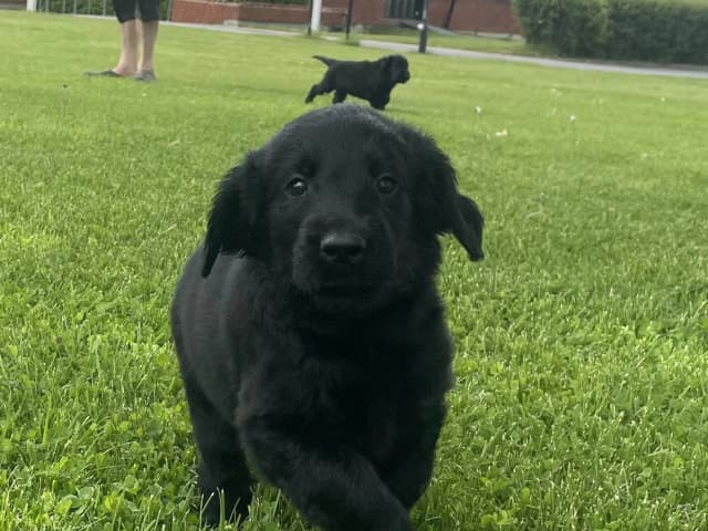 Flat Coated Retriever