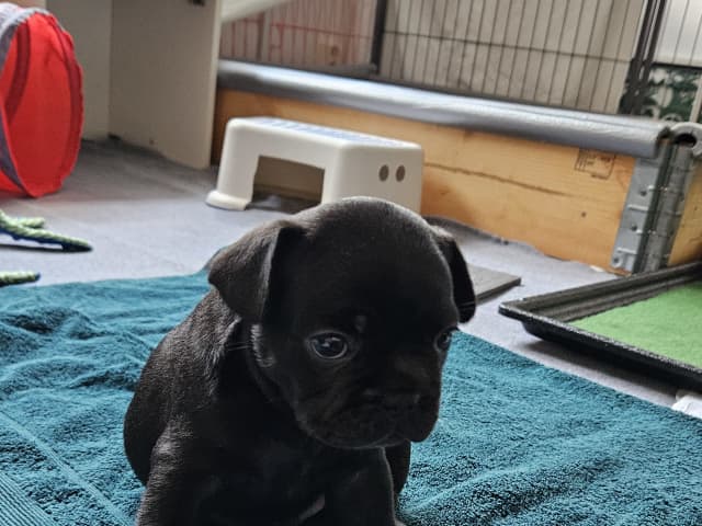 French Bulldog · Munka-ljungby · Skogslyckan