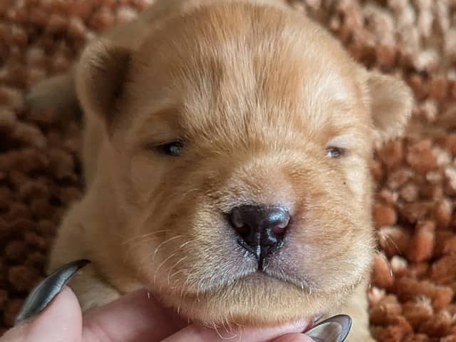 Shar Pei