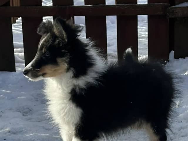 Shetland Sheepdog