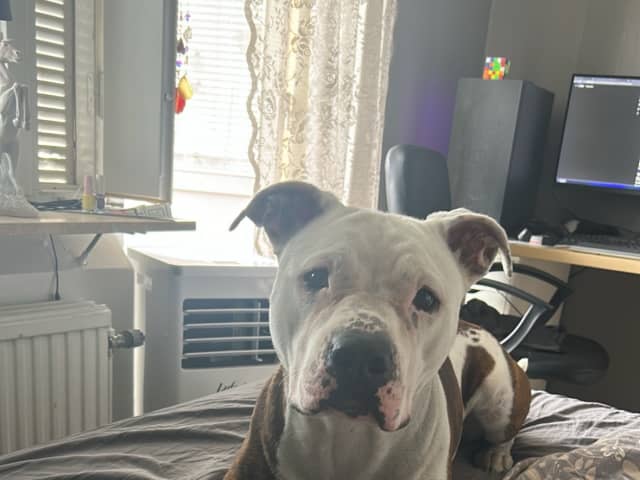 American Bully · Gävle · Evelina B.