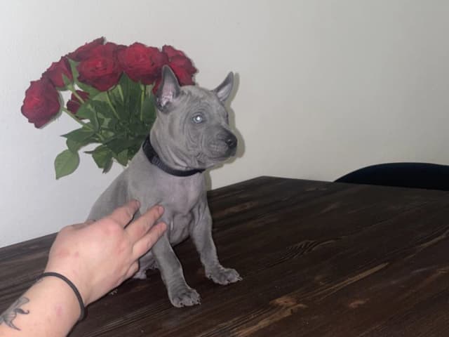 Thai Ridgeback Dog