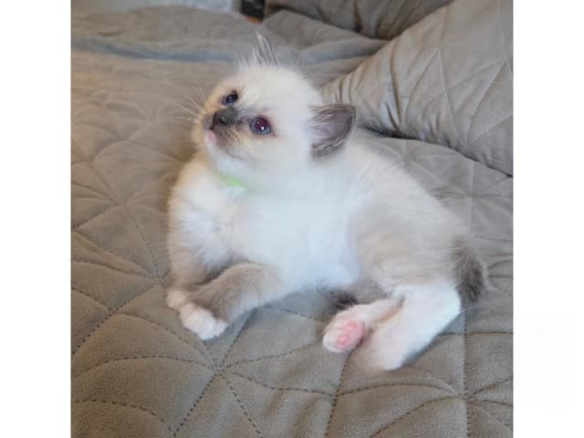 Ragdoll · Ankarsvik · SE*Stenvik's
