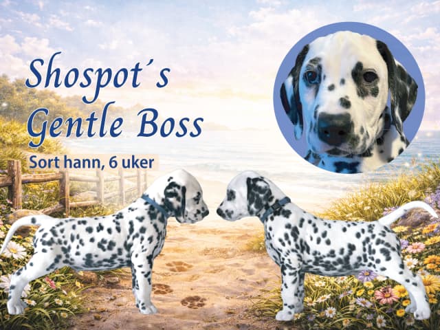 Dalmatian