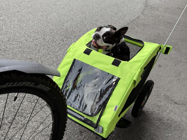 Bostonterrier