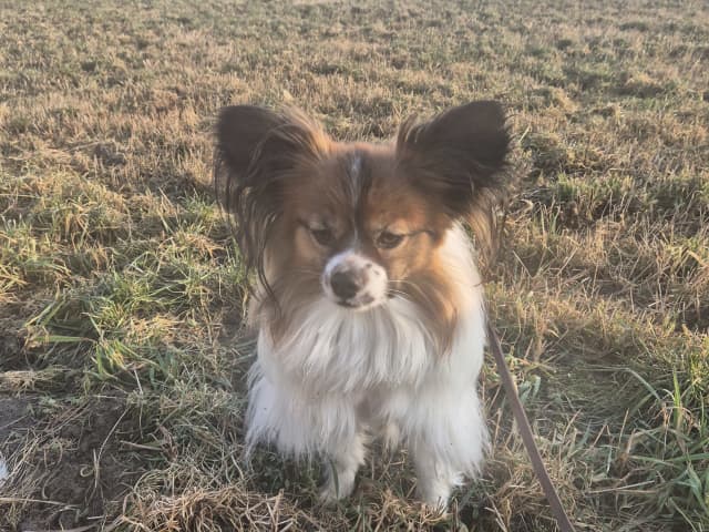 Papillon