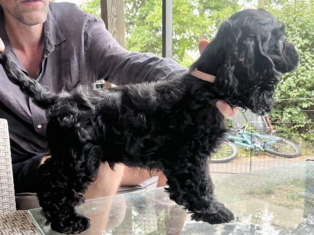 American Cocker Spaniel