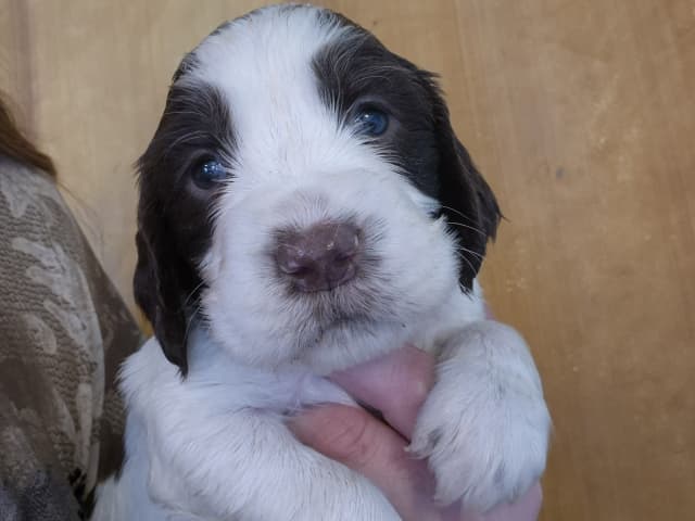 English Springer Spaniel