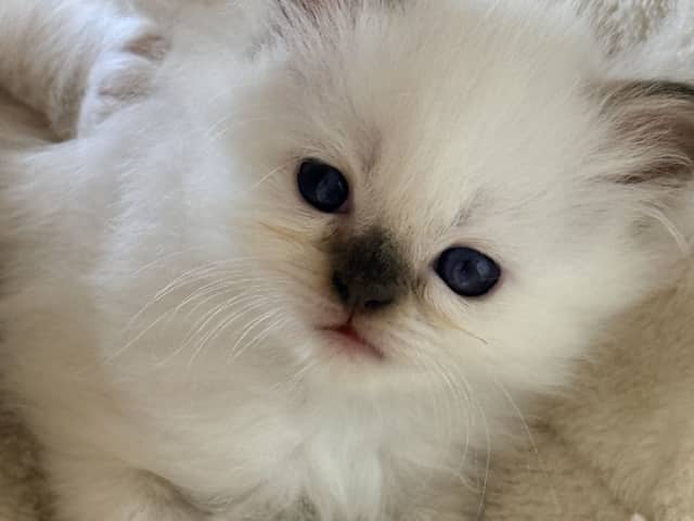 Birman