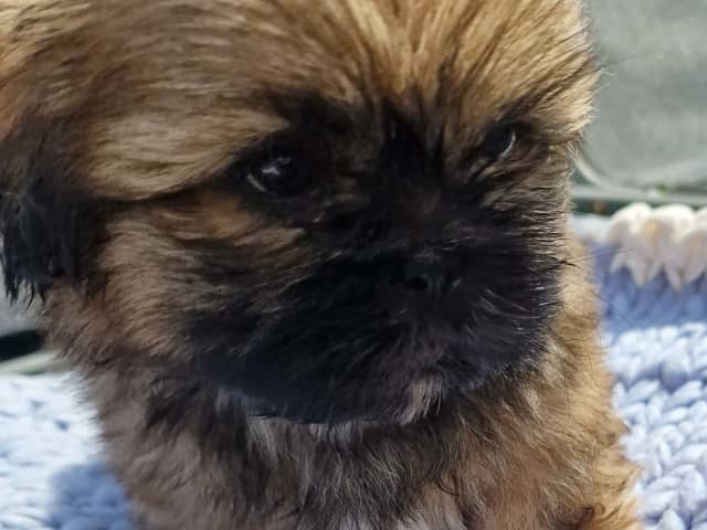 Shih Tzu