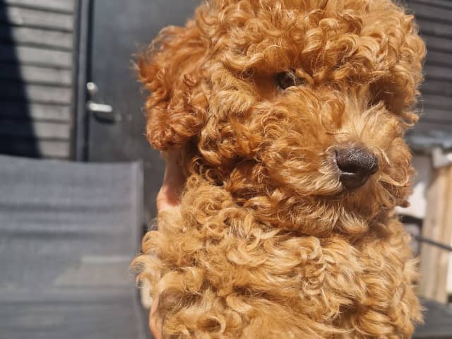 Toy Poodle