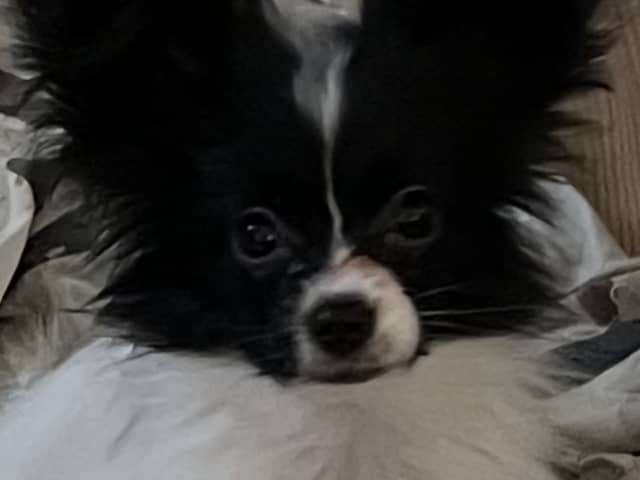 Papillon