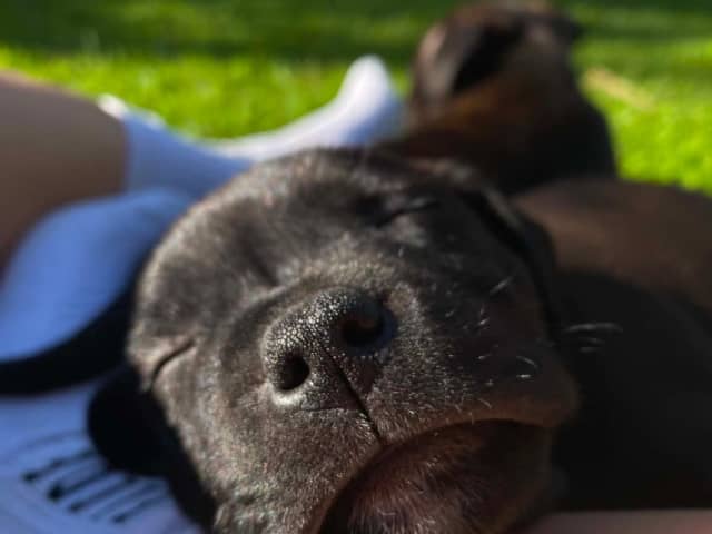 Staffordshire bull terrier