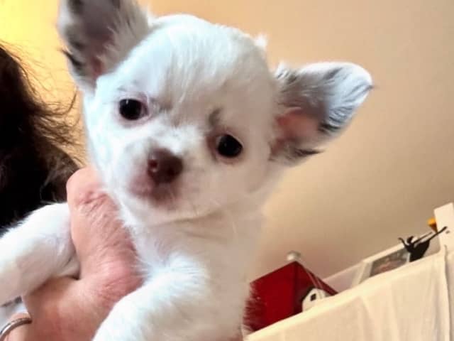 Chihuahua · Nacka · Andréa Fleischer