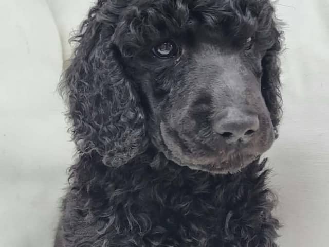 Standard Poodle · Brottby · Niktas fusion