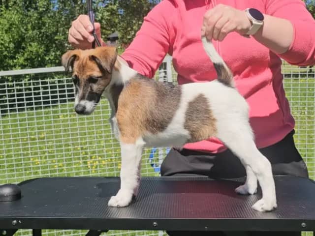 Smooth Fox Terrier